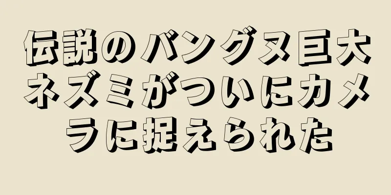 伝説のバングヌ巨大ネズミがついにカメラに捉えられた