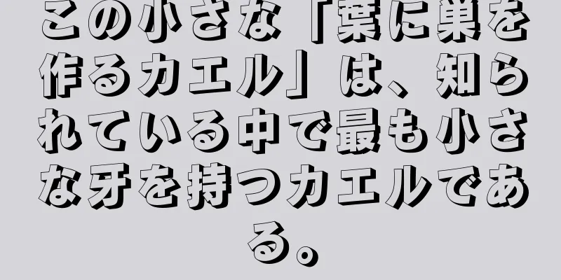 この小さな「葉に巣を作るカエル」は、知られている中で最も小さな牙を持つカエルである。