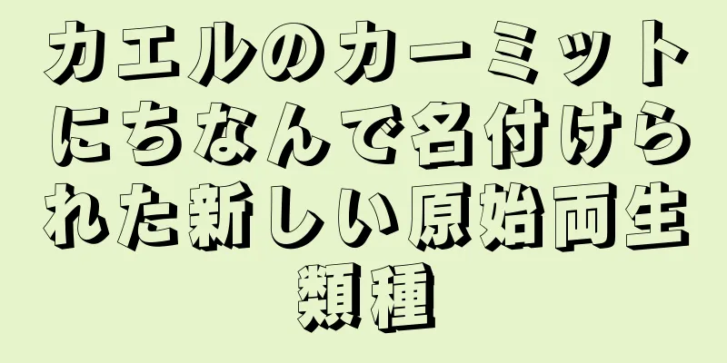 カエルのカーミットにちなんで名付けられた新しい原始両生類種