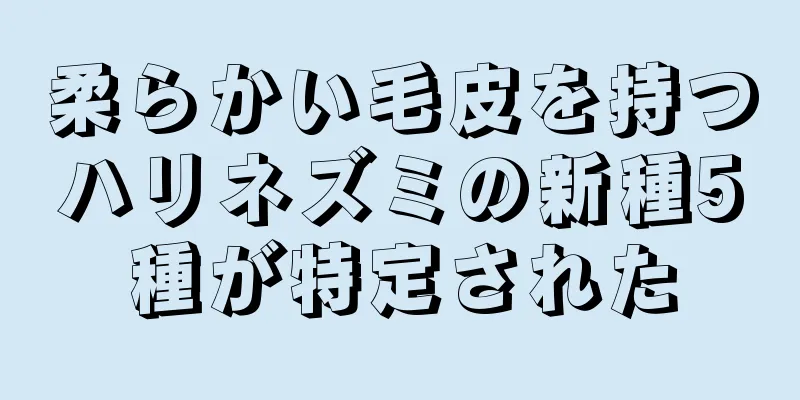 柔らかい毛皮を持つハリネズミの新種5種が特定された