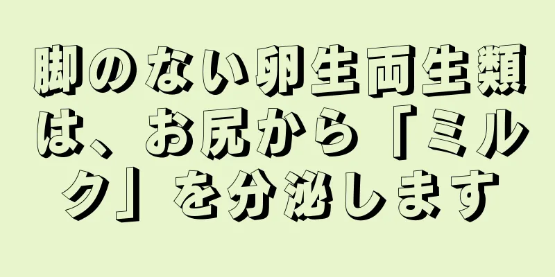 脚のない卵生両生類は、お尻から「ミルク」を分泌します