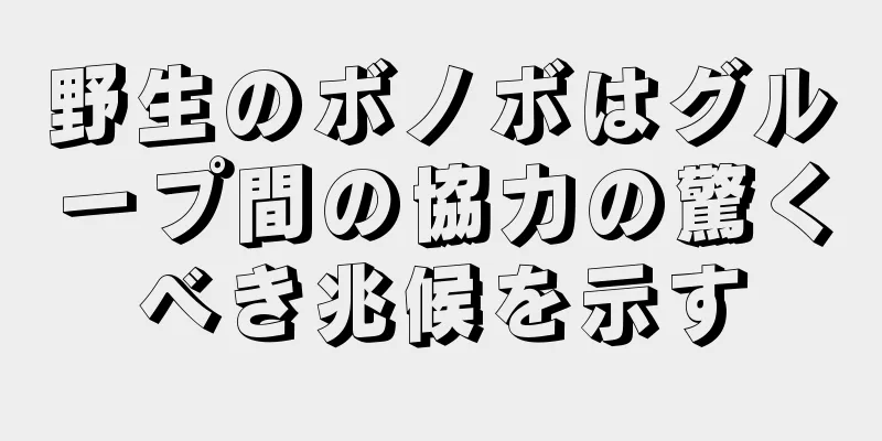 野生のボノボはグループ間の協力の驚くべき兆候を示す