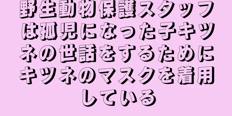 野生動物保護スタッフは孤児になった子キツネの世話をするためにキツネのマスクを着用している