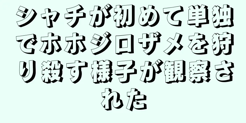 シャチが初めて単独でホホジロザメを狩り殺す様子が観察された