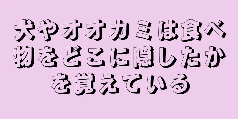 犬やオオカミは食べ物をどこに隠したかを覚えている