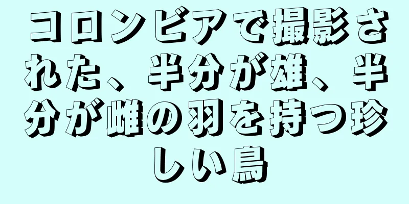 コロンビアで撮影された、半分が雄、半分が雌の羽を持つ珍しい鳥