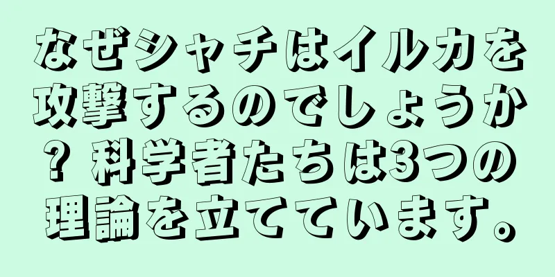 なぜシャチはイルカを攻撃するのでしょうか? 科学者たちは3つの理論を立てています。