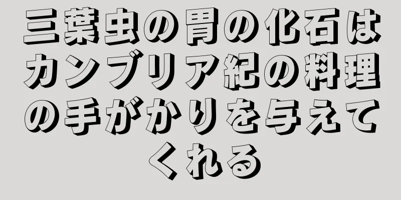 三葉虫の胃の化石はカンブリア紀の料理の手がかりを与えてくれる