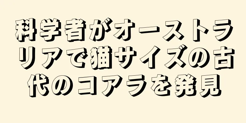 科学者がオーストラリアで猫サイズの古代のコアラを発見