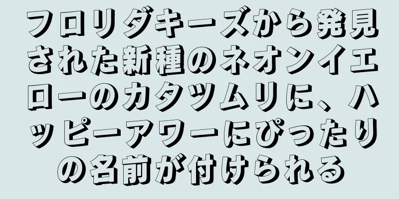 フロリダキーズから発見された新種のネオンイエローのカタツムリに、ハッピーアワーにぴったりの名前が付けられる