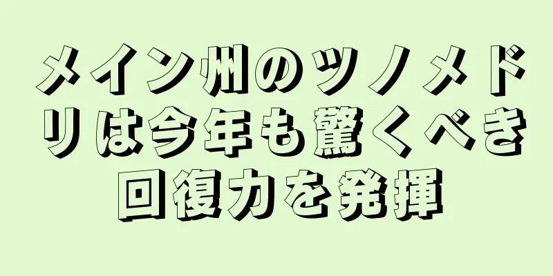 メイン州のツノメドリは今年も驚くべき回復力を発揮