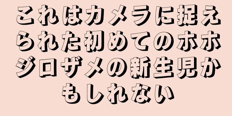 これはカメラに捉えられた初めてのホホジロザメの新生児かもしれない