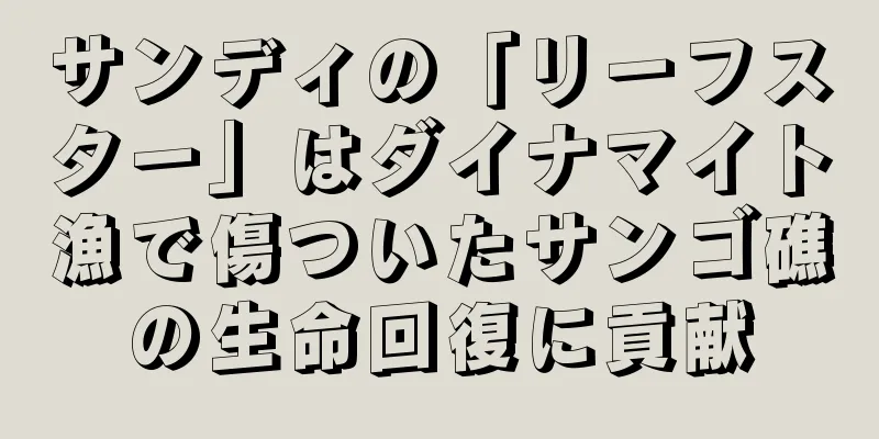 サンディの「リーフスター」はダイナマイト漁で傷ついたサンゴ礁の生命回復に貢献