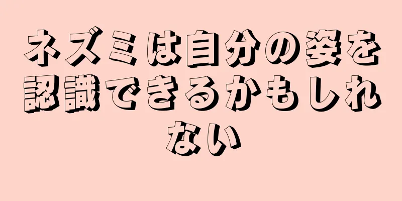 ネズミは自分の姿を認識できるかもしれない