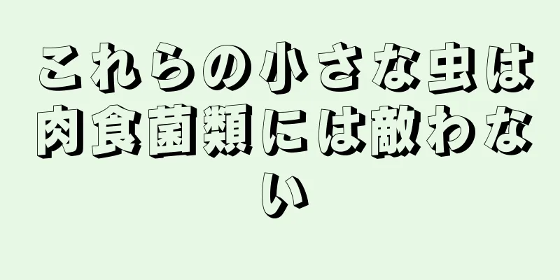 これらの小さな虫は肉食菌類には敵わない