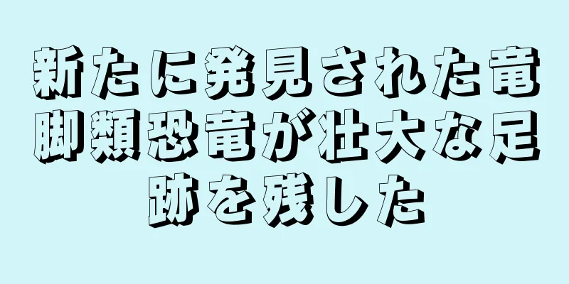 新たに発見された竜脚類恐竜が壮大な足跡を残した
