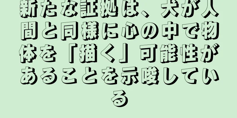 新たな証拠は、犬が人間と同様に心の中で物体を「描く」可能性があることを示唆している