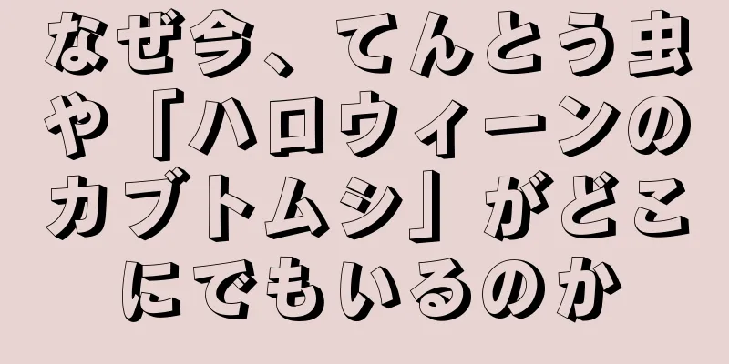 なぜ今、てんとう虫や「ハロウィーンのカブトムシ」がどこにでもいるのか