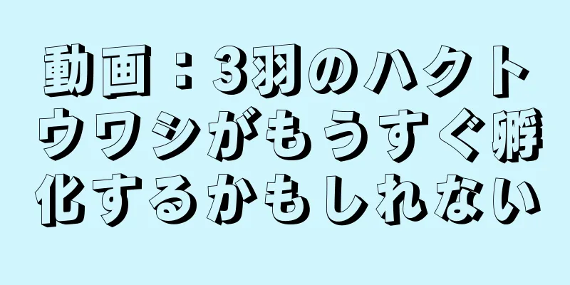 動画：3羽のハクトウワシがもうすぐ孵化するかもしれない