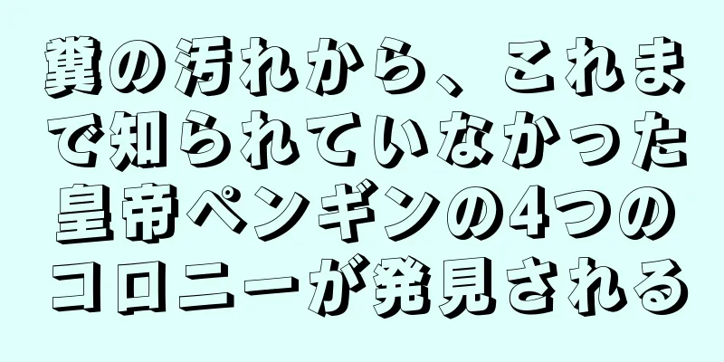 糞の汚れから、これまで知られていなかった皇帝ペンギンの4つのコロニーが発見される