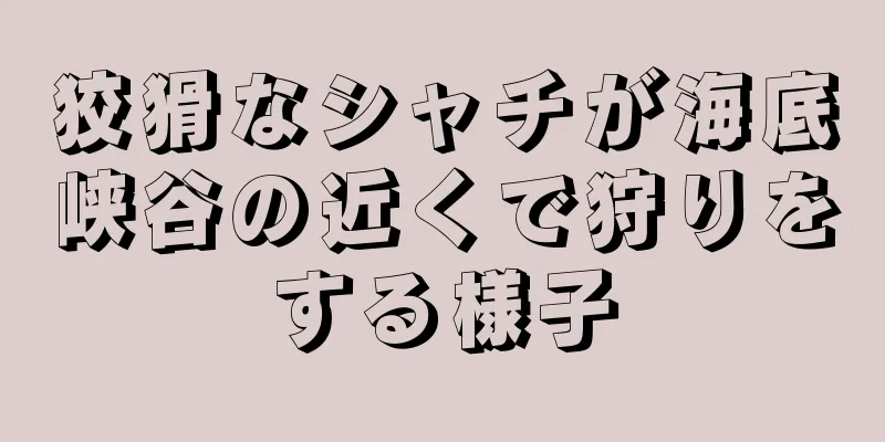 狡猾なシャチが海底峡谷の近くで狩りをする様子