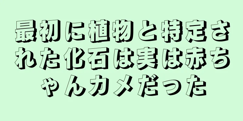 最初に植物と特定された化石は実は赤ちゃんカメだった