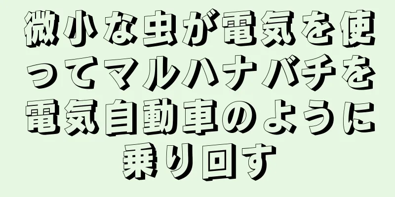 微小な虫が電気を使ってマルハナバチを電気自動車のように乗り回す