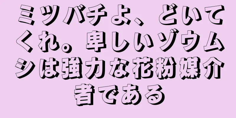 ミツバチよ、どいてくれ。卑しいゾウムシは強力な花粉媒介者である