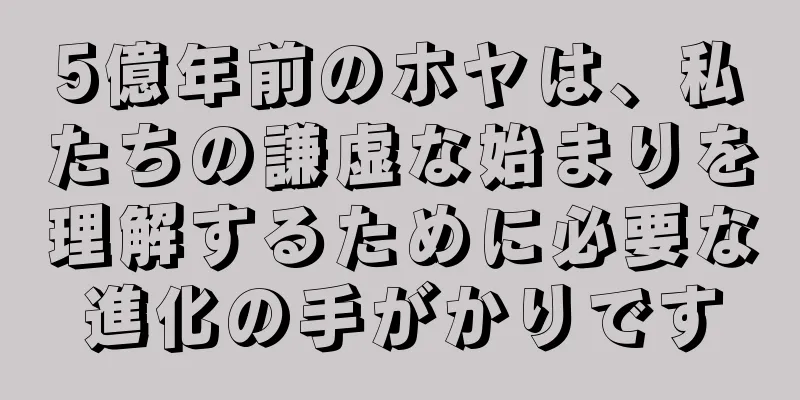 5億年前のホヤは、私たちの謙虚な始まりを理解するために必要な進化の手がかりです