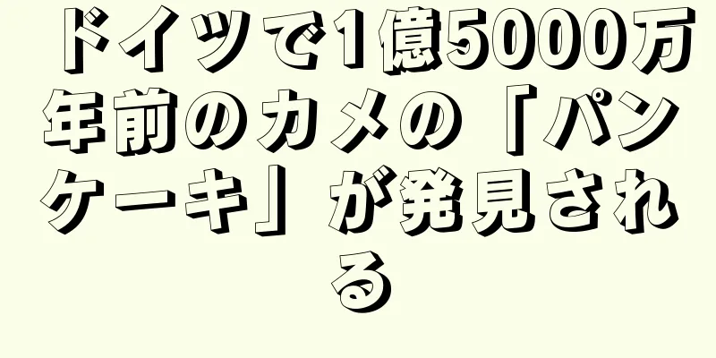 ドイツで1億5000万年前のカメの「パンケーキ」が発見される