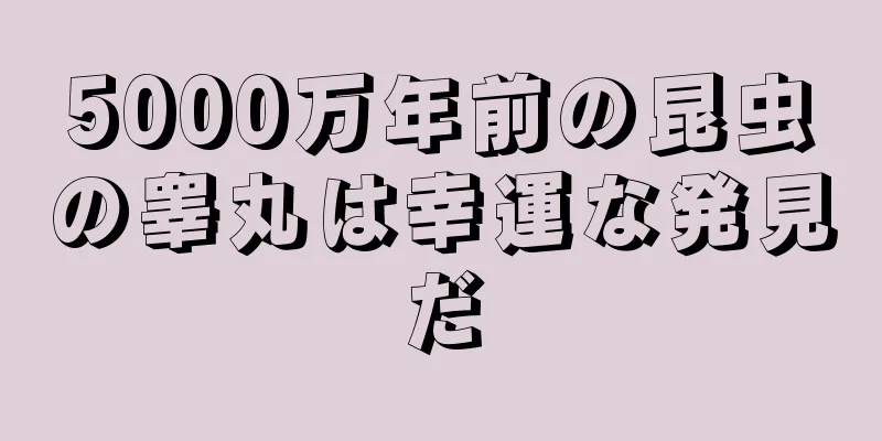 5000万年前の昆虫の睾丸は幸運な発見だ