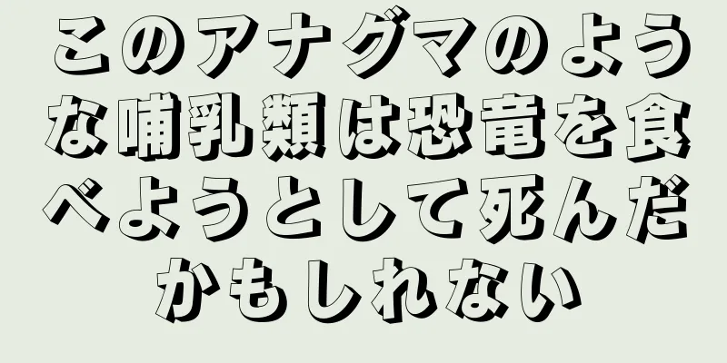 このアナグマのような哺乳類は恐竜を食べようとして死んだかもしれない