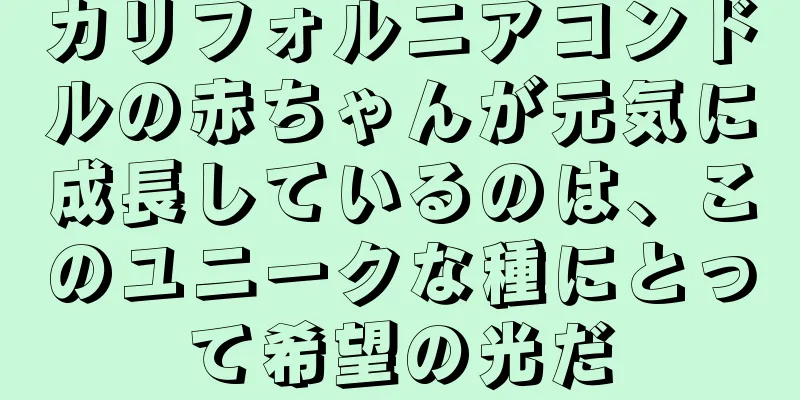 カリフォルニアコンドルの赤ちゃんが元気に成長しているのは、このユニークな種にとって希望の光だ