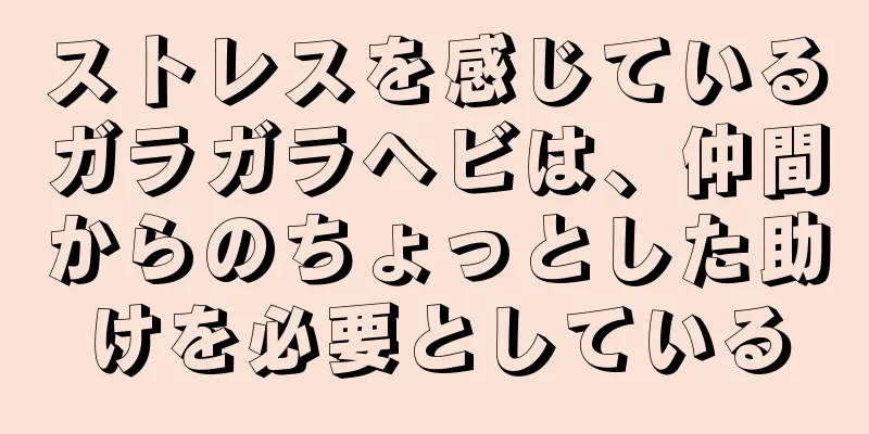ストレスを感じているガラガラヘビは、仲間からのちょっとした助けを必要としている