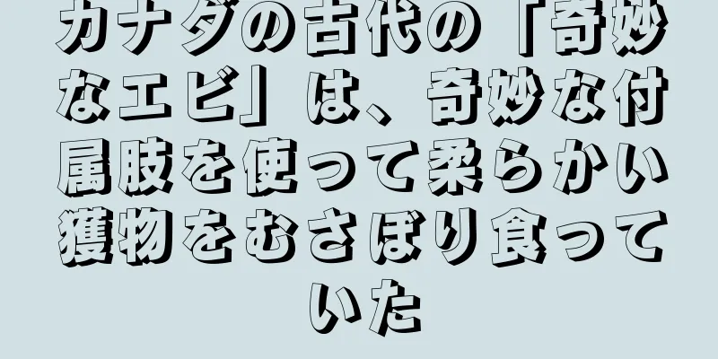 カナダの古代の「奇妙なエビ」は、奇妙な付属肢を使って柔らかい獲物をむさぼり食っていた