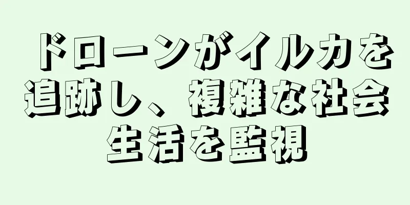 ドローンがイルカを追跡し、複雑な社会生活を監視