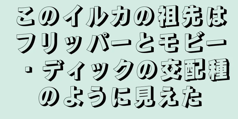 このイルカの祖先はフリッパーとモビー・ディックの交配種のように見えた