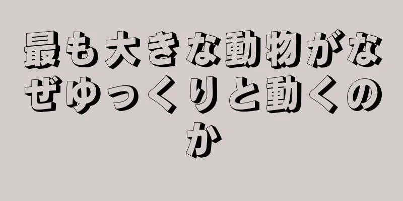 最も大きな動物がなぜゆっくりと動くのか