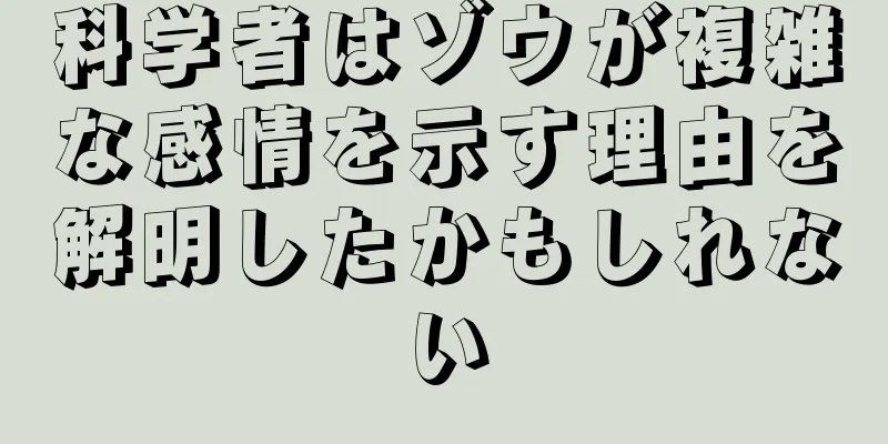 科学者はゾウが複雑な感情を示す理由を解明したかもしれない