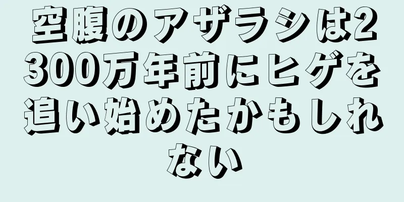 空腹のアザラシは2300万年前にヒゲを追い始めたかもしれない