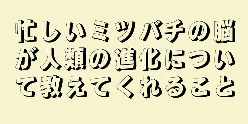 忙しいミツバチの脳が人類の進化について教えてくれること