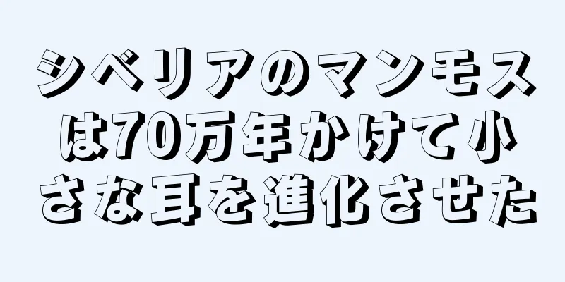 シベリアのマンモスは70万年かけて小さな耳を進化させた