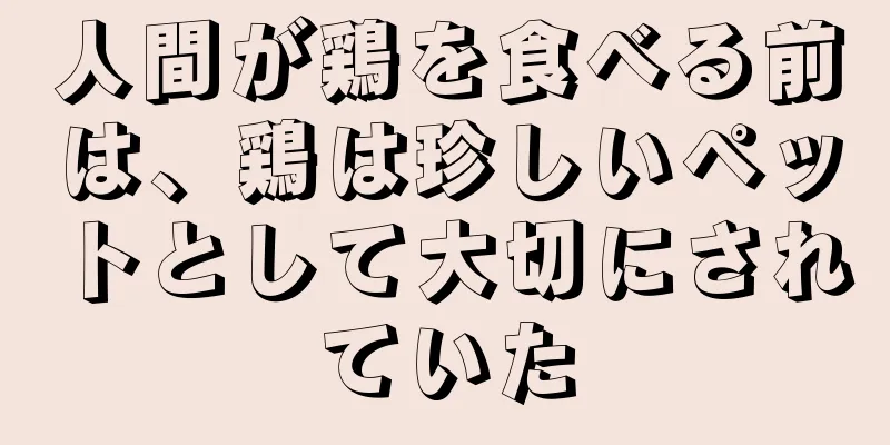 人間が鶏を食べる前は、鶏は珍しいペットとして大切にされていた