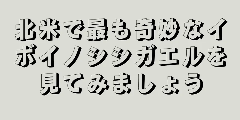 北米で最も奇妙なイボイノシシガエルを見てみましょう