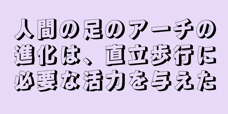 人間の足のアーチの進化は、直立歩行に必要な活力を与えた