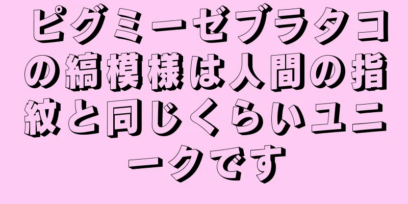 ピグミーゼブラタコの縞模様は人間の指紋と同じくらいユニークです