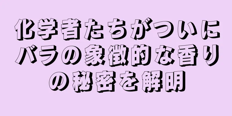 化学者たちがついにバラの象徴的な香りの秘密を解明