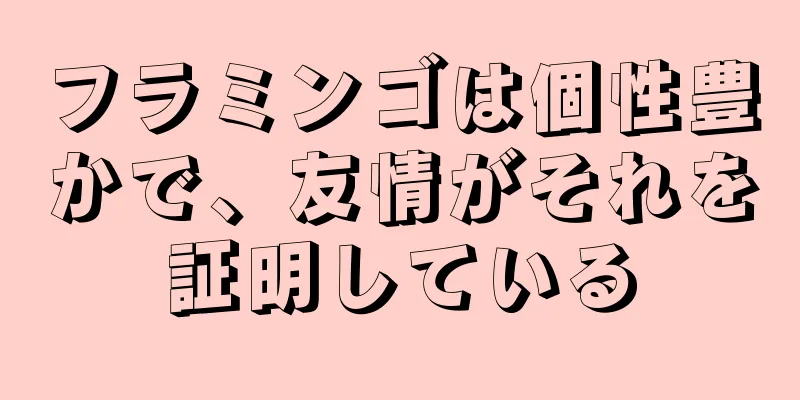 フラミンゴは個性豊かで、友情がそれを証明している