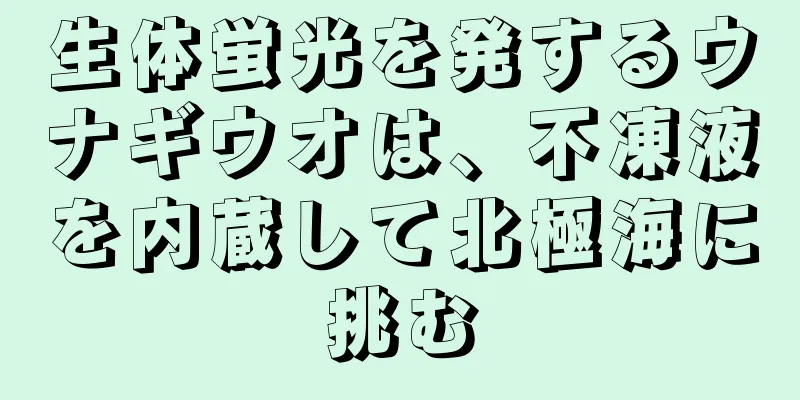 生体蛍光を発するウナギウオは、不凍液を内蔵して北極海に挑む