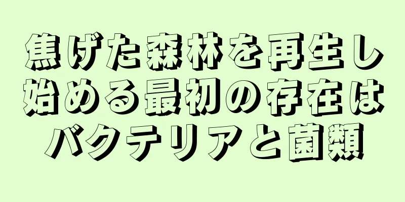 焦げた森林を再生し始める最初の存在はバクテリアと菌類